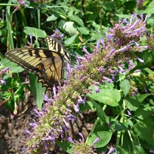 Giant Hyssop (Agastache Mexicana Lavender Blue) Packet of 25 seeds with New!