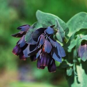 CERINTHE KIWI BLUE Purpurascens major, 5 Seeds