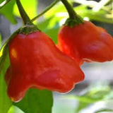 Pepper Brazilian orchid heirloom seed 10