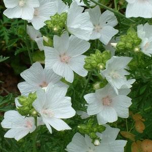 50 Seeds-White Hollyhock Flower Seeds-pv455-Musk Mallow--White Malva Moschata-Hollyhock Moschata -Attracts Butterflies-Blooming Perennial