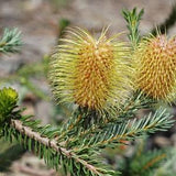 Teasel Banksia - Banksia pulchella - Rare 'Plant' Seeds - Showy Banksia, Yellow-Orange,Feather leaved Banksia,Saw Banksia,Matchstick Banksia