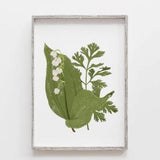 Art print Lily of the valley coriander, flowers poster, hand drawn botanical drawing, signed print