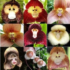 Rare Monkey Face Orchid Seeds  | 10 Seeds