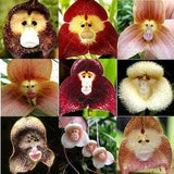 Rare Monkey Face Orchid Seeds  | 10 Seeds