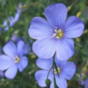 1000  LINUM PERENNE Flower Seeds.