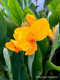 Richard Wallace, Canna Lily Live Plant Rhizome (Yellow & Orange Blooms)