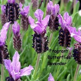 Fragrant Butterflies Spanish Lavender (Lavendula stoechas pedunculata) - 10 seeds