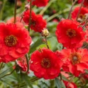 100+  Rare Geum Flower Seeds-Geum Chiloense Flower Seeds-Mrs Bradshaw- Award Winner-B472