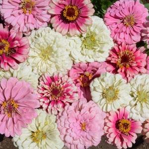 25 Strawberry Parfait Zinnia Seed Mix / Zinnia Elegans / Cut Flower / Pink Flower / English Garden / Wildflowers / Cottage / Bouquet Flowers