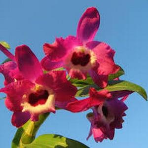 50 pcs Dendrobium orchids seeds RED