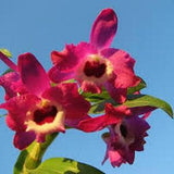 50 pcs Dendrobium orchids seeds RED