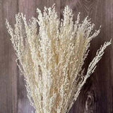 Dried Flowers Pennisetum Flaccidum Bouquets - Dry White Grass Flower Arrangement