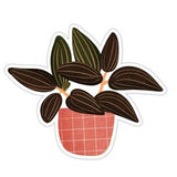 Black Orchid Jewel Plant Sticker