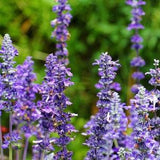 Purple Flowering Sage Seeds Canada, Flower Herb, Cold Hardy Perennial Zone 4 5 6 7 8, Salvia Officinalis, Prairie Seed Shop, + Gift!