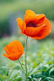 Colorful Poppy Plants Are a Brief but Beautiful Addition to a Garden Flower Delivery