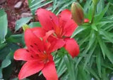 Two Red Lily Flowers PREMIUM POSTER FILM PRINT HIGH QUALITY Thick paper