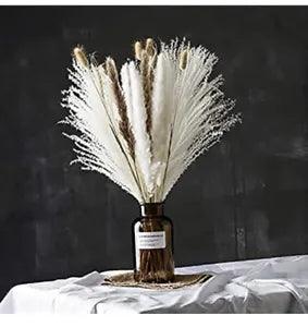 box protected pampas grass large