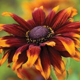 50 seeds Rudbeckia Cappucino Rudbeckia hirta annual