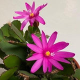 Rhipsalidopsis gaertneri Sark Pink Easter Cactus baby plant in the 6cm/9cm pot not in a bloom