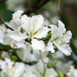 10 WHITE ORCHID TREE Bauhinia Alba syn Variegata Candida Hawaiian Mountain Ebony Camel's Foot Butterfly Flower Tree Hummingbird Seeds