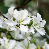 10 WHITE ORCHID TREE Bauhinia Alba syn Variegata Candida Hawaiian Mountain Ebony Camel's Foot Butterfly Flower Tree Hummingbird Seeds
