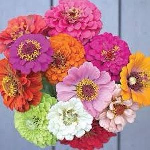 GIANT ZINNIAS SEEDS 5-6?? heads California Giant cut flower bouquet florist wedding birds from Urban Food forest