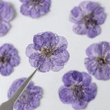Natural Dried Plum Blossom Petals Pressed Real Flower DIY Craft Decoration 12pcs