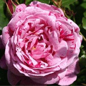 Pink red stripped roses seeds- 20 seeds - code 400