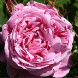 Pink red stripped roses seeds- 20 seeds - code 400