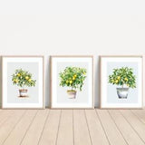Set of Lemon Trees ART PRINTS Wall picture Home (10 X 8??? Sized, unframed)