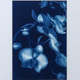 Blue Orchids 1
