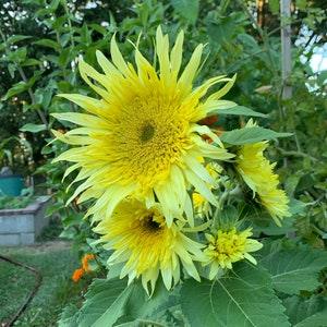Lemon Cutie? Sunflower Seeds, Dwarf Branching Variety // Non-GMO, helianthus annuus