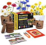 Indoor Daisy Garden Starter Kit, 5 Non-Gmo Flower Seeds Planting Set with Garden
