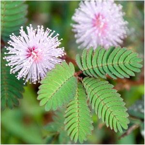 Mimosa/Sensitive Plant - Flower Seeds - A fantastically curious plant that closes up when touched. Mimosa pudica. Canada Seed.
