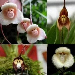 50pcs Monkey Face Orchid Flower Seeds Plant Bonsai Home Garden (#0805)