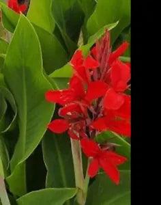 5 Red Canna Lily Bulbs Jumbo Tall tropical exotic Plants Green Leaf Rhizomes