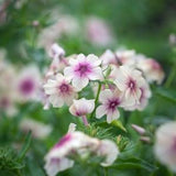 50 Cherry Caramel Phlox Seeds / Phlox drummondii / Wildflowers / Cottage Flowers / English Garden / Wedding Bouquet Flowers / Cut Flowers
