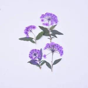 8PCS Pressed Daffodil Five Leaf Flower 9 colors dyed flower with leaf stem FCD55