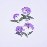 8PCS Pressed Daffodil Five Leaf Flower 9 colors dyed flower with leaf stem FCD55