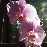 Orchids for mother
