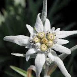 Edelweiss Flower (Leontopodium Alpinum) Seeds
