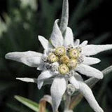 Edelweiss Flower (Leontopodium Alpinum) Seeds