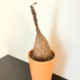 Phyllanthus Mirabilis Bulb