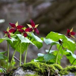 RED TRILLIUM Erectum Purple Wake Robin Native Wildflower, 3 Rare Seeds