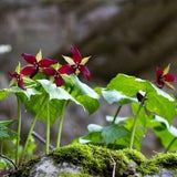 RED TRILLIUM Erectum Purple Wake Robin Native Wildflower, 3 Rare Seeds