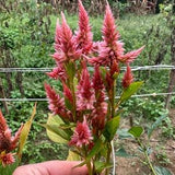 Terracotta Wheat Celosia 50 seed packet (OHIO grown)