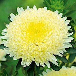 China Aster Tall Princess Alexander Yellow Cream Flowers 1g - 200 NON GMO Seeds - Callistephus Chinensis