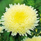 China Aster Tall Princess Alexander Yellow Cream Flowers 1g - 200 NON GMO Seeds - Callistephus Chinensis