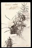 1905 White mini Carnation flowers greetings postcard