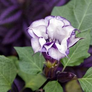 Datura Metel 25 seeds Devils Trumpet